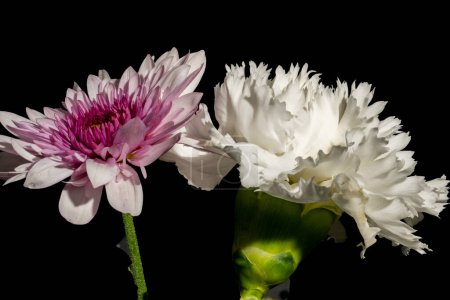 Téléchargez les photos : Fleurs de chrysanthème blanc avec réflexion isolée sur fond noir - en image libre de droit