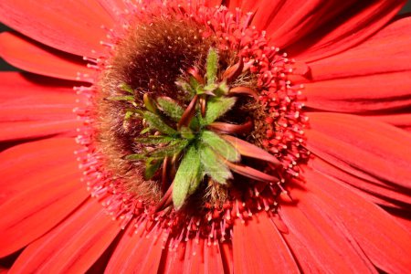 Foto de Hermosa flor brillante gerbera de cerca, disparo de estudio - Imagen libre de derechos