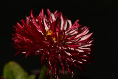 Téléchargez les photos : Belle fleur de marguerite lumineuse gros plan, plan studio - en image libre de droit