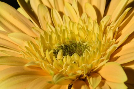 Foto de Hermosa flor brillante gerbera de cerca, disparo de estudio - Imagen libre de derechos