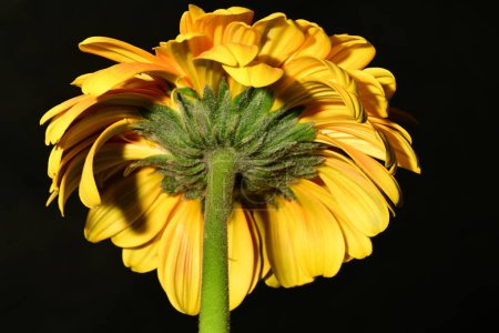 Foto de Hermosa flor de gerberas brillantes sobre fondo negro, de cerca - Imagen libre de derechos