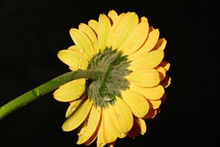Photo for Beautiful bright  gerbera  flower on black background,  close up - Royalty Free Image