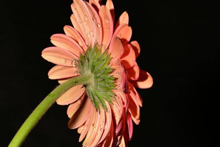 Téléchargez les photos : Belle fleur de gerbera rose vif gros plan, plan studio - en image libre de droit