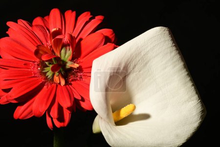 Téléchargez les photos : Belles fleurs lumineuses gerbera et calla sur fond noir, gros plan - en image libre de droit