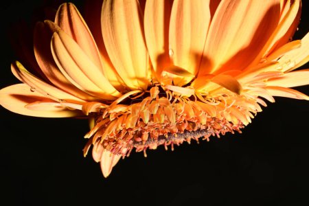 Téléchargez les photos : Belle fleur de gerbera lumineuse sur fond noir, gros plan - en image libre de droit