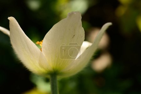 Téléchargez les photos : Belle fleur de pulsatilla de printemps poussant dans le jardin - en image libre de droit