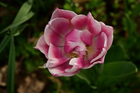 Photo for Beautiful spring tulip  flower growing in the garden - Royalty Free Image