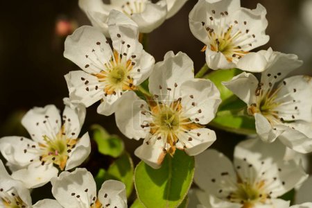 Téléchargez les photos : Gros plan de belle fleur de cerisier sur l'arbre dans le jardin - en image libre de droit
