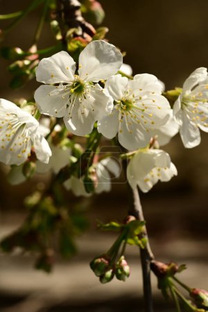 Foto de Primer plano de hermosa flor de cerezo en el árbol en el jardín - Imagen libre de derechos