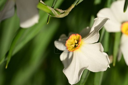 beautiful daffodil flowers, close up