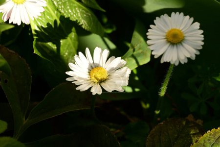 Foto de Margaritas blancas en el jardín - Imagen libre de derechos