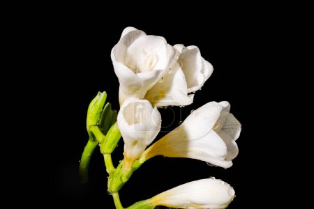 Téléchargez les photos : Fleurs freesia blanches sur fond noir - en image libre de droit