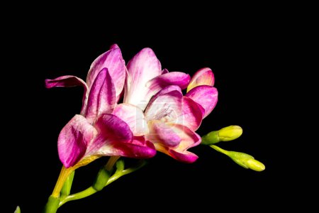 Foto de Hermosa flor de orquídea rosa sobre fondo negro, de cerca - Imagen libre de derechos