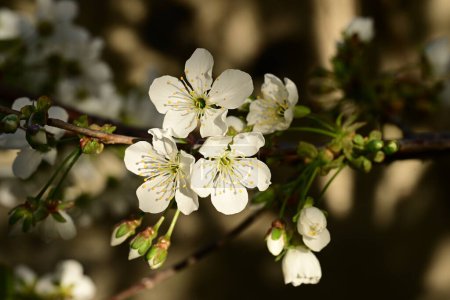 Photo for Close up of beautiful cherry  blossom on tree in the garden - Royalty Free Image