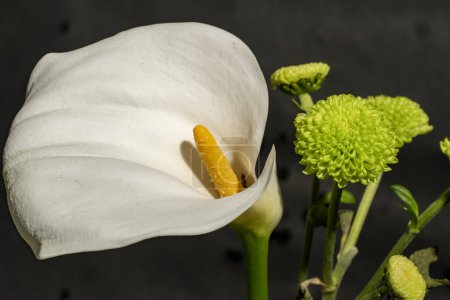 Téléchargez les photos : Fleur blanche avec un fond sombre - en image libre de droit