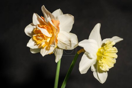 Photo for Beautiful white daffodils on a black background. - Royalty Free Image