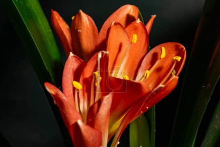 Foto de Flores de lirio naranja en flor - Imagen libre de derechos
