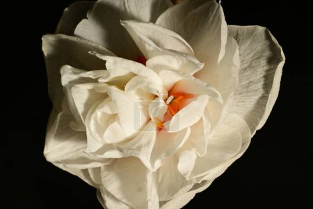 Téléchargez les photos : Belle fleur de jonquille de printemps, gros plan - en image libre de droit