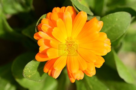 Foto de Flor amarilla en el jardín - Imagen libre de derechos