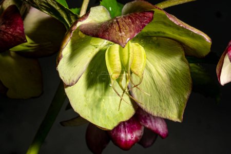 Photo for Beautiful bright  hellebore  flower,  close up - Royalty Free Image