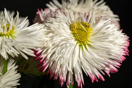 Photo for Beautiful  chrysantemum flowers on the dark background - Royalty Free Image
