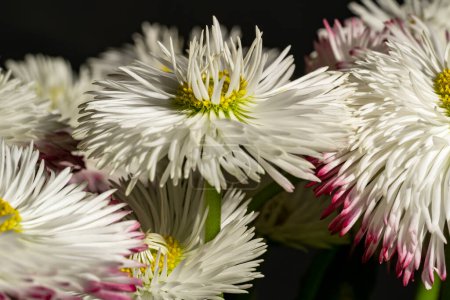 Foto de Hermosas flores de crisantemo sobre el fondo oscuro - Imagen libre de derechos
