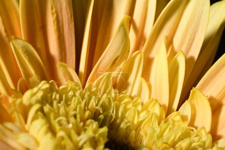 Photo for Beautiful bright  gerbera  flower,  close up - Royalty Free Image