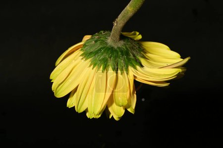 Foto de Hermosa flor de gerberas brillantes, de cerca - Imagen libre de derechos