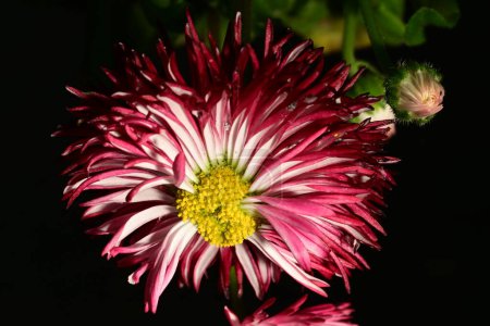Photo for Beautiful  chrysantemum flowers on the dark background - Royalty Free Image