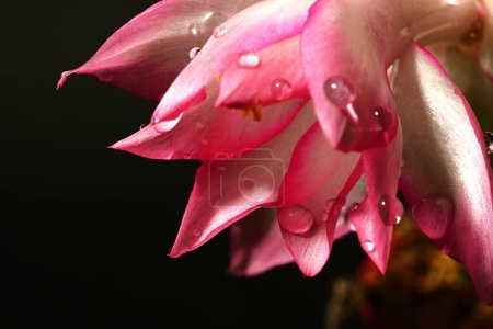 Foto de Hermosa flor de schlumbergera brillante, de cerca - Imagen libre de derechos