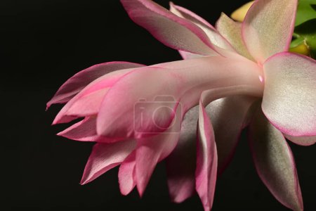 Foto de Hermosa flor de schlumbergera brillante, de cerca - Imagen libre de derechos