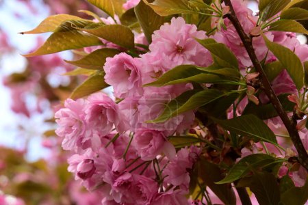 Téléchargez les photos : Gros plan de belle fleur de sakura sur l'arbre dans le jardin - en image libre de droit