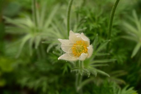 Foto de Hermosa flor de primavera pulsatilla creciendo en el jardín - Imagen libre de derechos