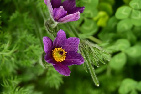 Photo for Beautiful spring   pulsatilla  flowers growing in the garden - Royalty Free Image