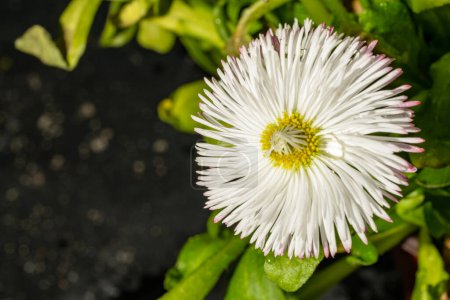 Téléchargez les photos : Fleur blanche avec gouttes d'eau. - en image libre de droit