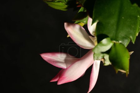 Foto de Primer plano del árbol de magnolia floreciente - Imagen libre de derechos