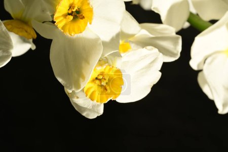 beautiful daffodil flowers on black background