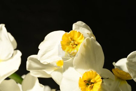 beautiful daffodil flowers on black background