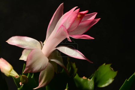 Téléchargez les photos : Belle fleur de schlumbergera lumineux, gros plan - en image libre de droit