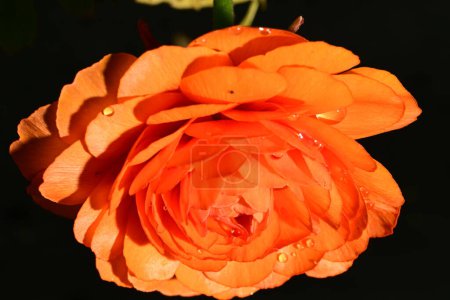 Foto de Hermosa flor de ranúnculo brillante, de cerca - Imagen libre de derechos