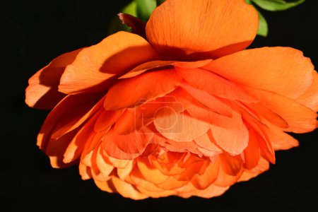 Téléchargez les photos : Belle fleur de ranunculus lumineux, gros plan - en image libre de droit