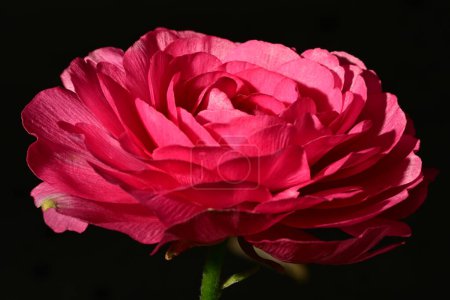 Foto de Hermosa flor de ranúnculo brillante, de cerca - Imagen libre de derechos
