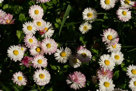 Téléchargez les photos : Les fleurs d'une belle couleur blanche et jaune dans le jardin - en image libre de droit