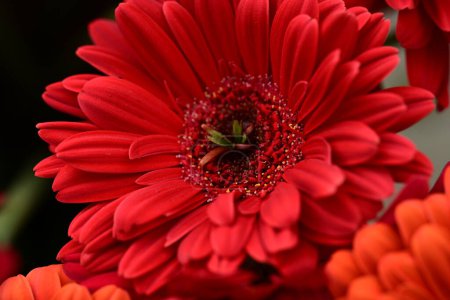 Photo for Beautiful  gerberas  background. spring concept. - Royalty Free Image