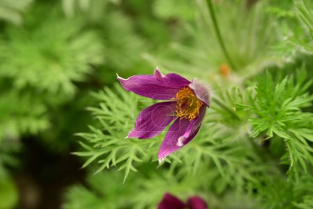Téléchargez les photos : Belle fleur de pulsatilla de printemps poussant dans le jardin - en image libre de droit