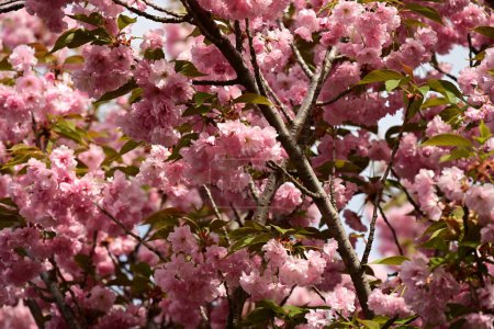 Photo for Close up of beautiful sakura  blossom on tree in the garden - Royalty Free Image