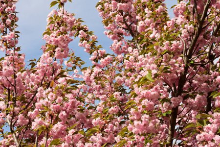 Téléchargez les photos : Gros plan de belle fleur de sakura sur l'arbre dans le jardin - en image libre de droit