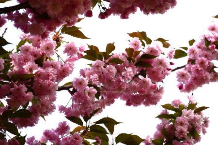 Photo for Close up of beautiful sakura  blossom on tree in the garden - Royalty Free Image