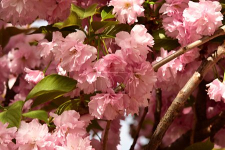 Foto de Primer plano de hermosa flor de sakura en el árbol en el jardín - Imagen libre de derechos