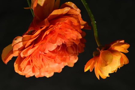 belles fleurs de ranunculus lumineux, gros plan 